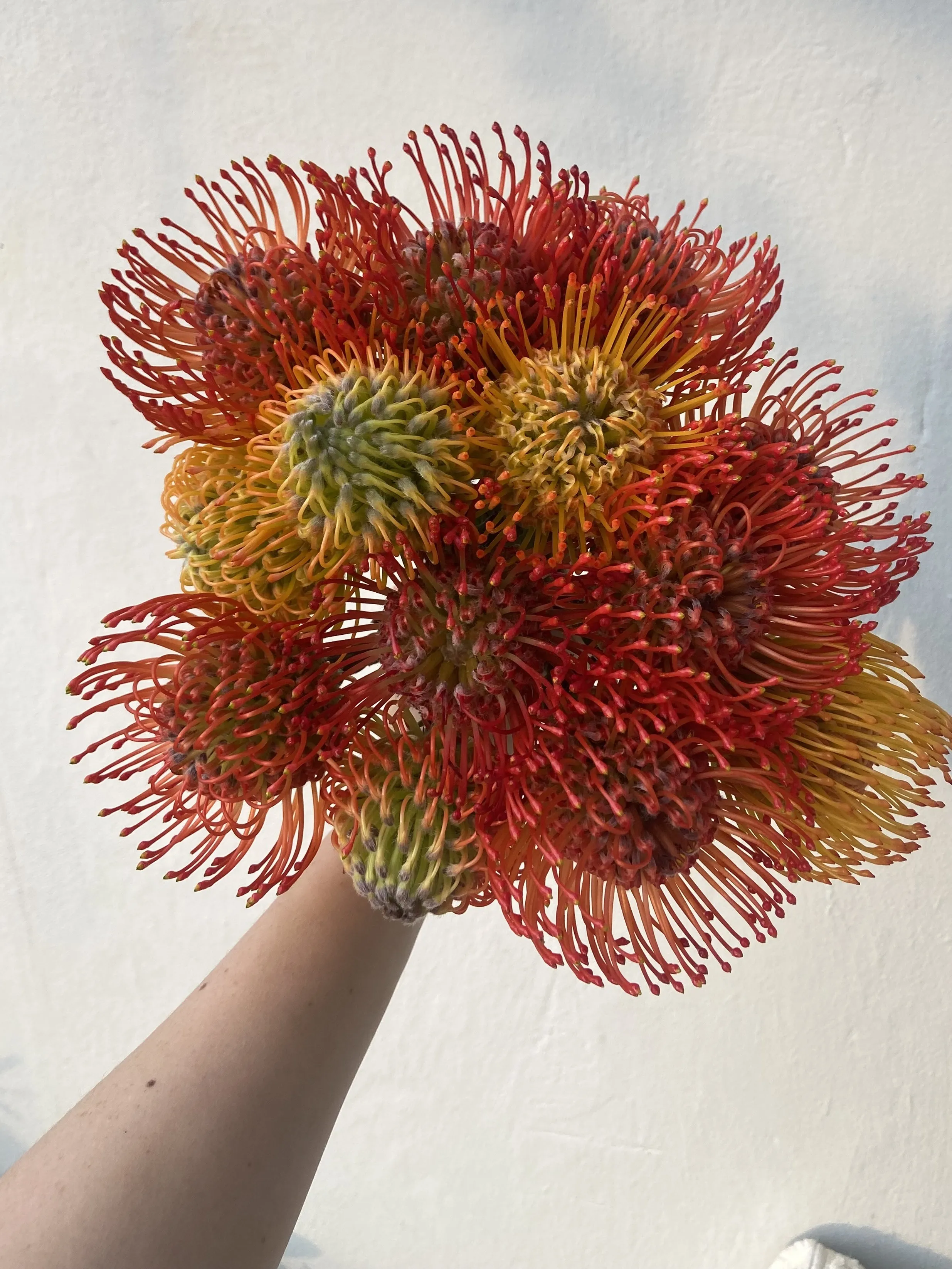 A posy of orange and red pincushion proteas